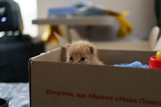 a small kitten sitting inside of a cardboard box