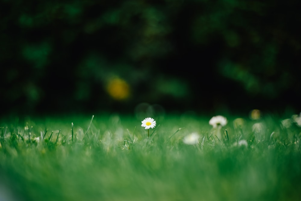 a white flower sitting in the middle of a green field