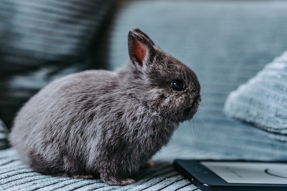 a rabbit sitting on a couch next to a tablet