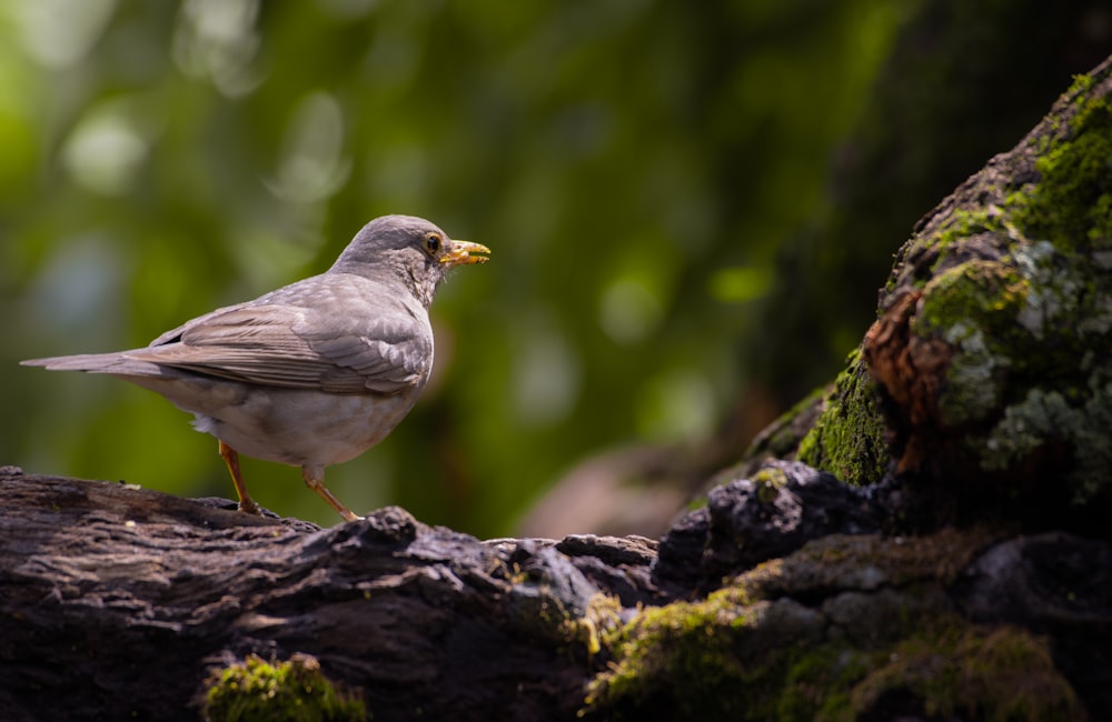 Un uccello è in piedi su un ramo d'albero