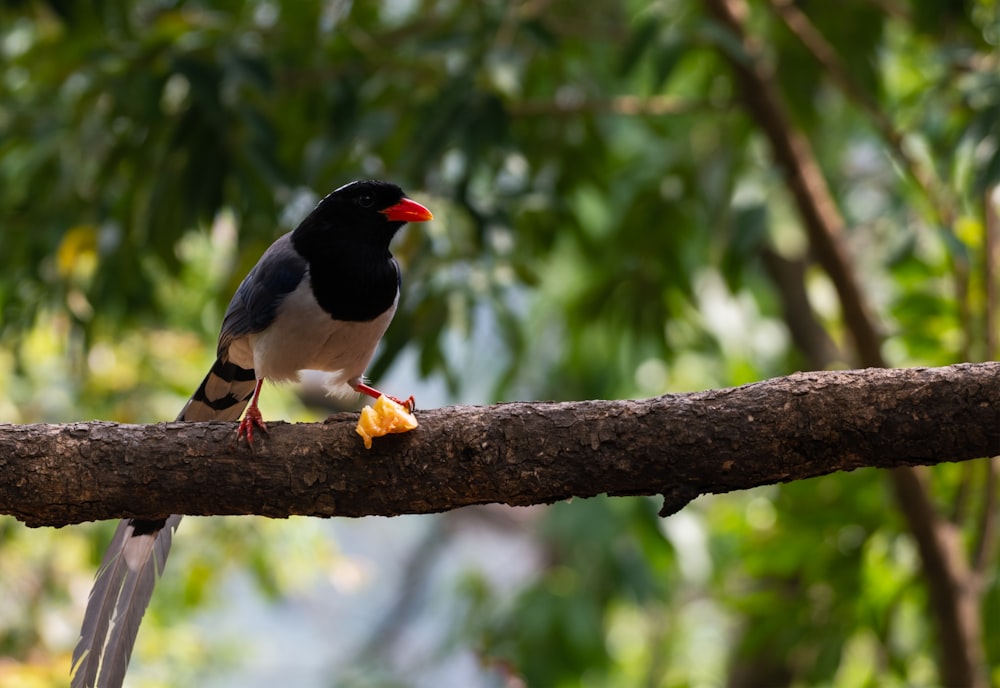 a black and white bird sitting on a tree branch