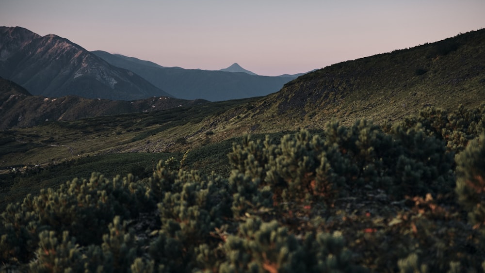 a view of a mountain range with trees in the foreground