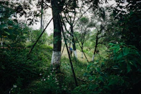 A professional forest worker carefully tending young trees in a lush green forest.