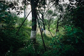 A lush, green forested area with dense foliage and several slim trees. In the distance, a person is visible, seemingly tending to the land or working in the garden. The trees are supported with poles, and there is an abundance of greenery, including grasses and small flowering plants.
