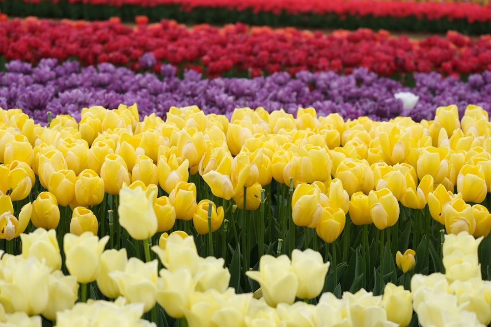 a field full of yellow and purple tulips