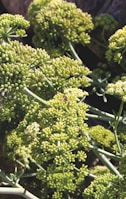 Clusters of small, tightly packed green florets are attached to long, sturdy stems, suggesting the early stages of blooming broccoli or a similar plant. The sunlight casts soft shadows, enhancing the texture and depth of the florets.