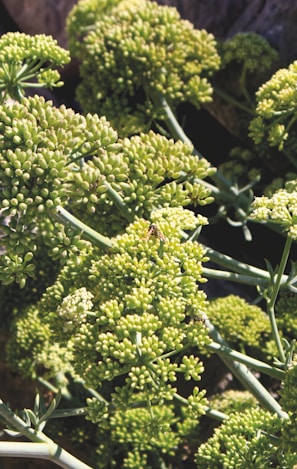 Clusters of small, tightly packed green florets are attached to long, sturdy stems, suggesting the early stages of blooming broccoli or a similar plant. The sunlight casts soft shadows, enhancing the texture and depth of the florets.