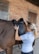 A person is adjusting a black saddle on the back of a brown horse. The setting is an outdoor stable with a brick wall and a wooden door in the background. The individual is wearing a light blue shirt and has a smartwatch on their wrist.