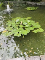 A pond featuring lily pads floating on calm water with a small water fountain creating ripples. Reeds and stone borders surround the pond, adding to the natural setting.