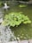 A pond featuring lily pads floating on calm water with a small water fountain creating ripples. Reeds and stone borders surround the pond, adding to the natural setting.