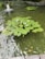 A pond featuring lily pads floating on calm water with a small water fountain creating ripples. Reeds and stone borders surround the pond, adding to the natural setting.