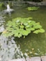 A pond featuring lily pads floating on calm water with a small water fountain creating ripples. Reeds and stone borders surround the pond, adding to the natural setting.