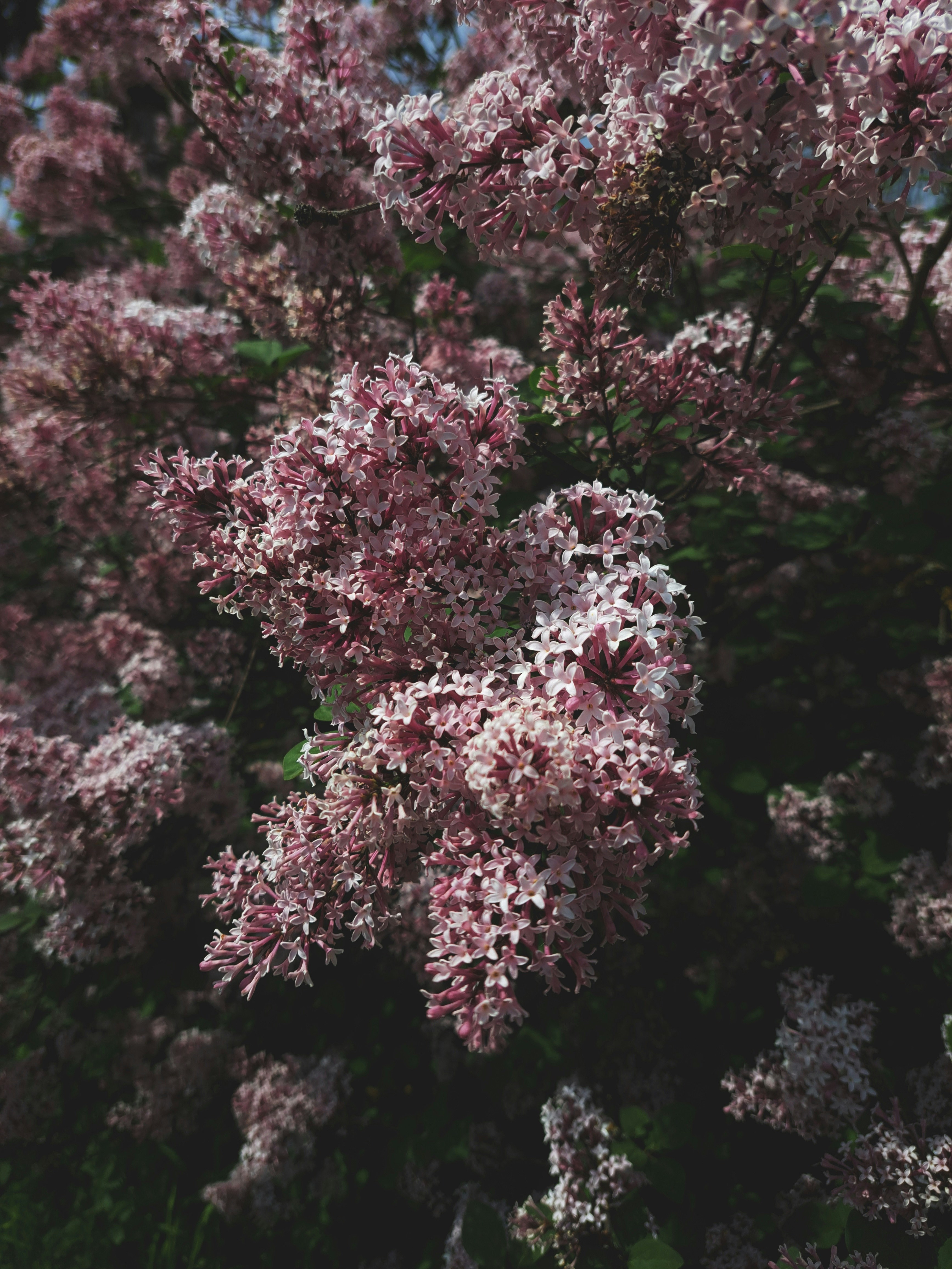 Photo by leilaanastasiia