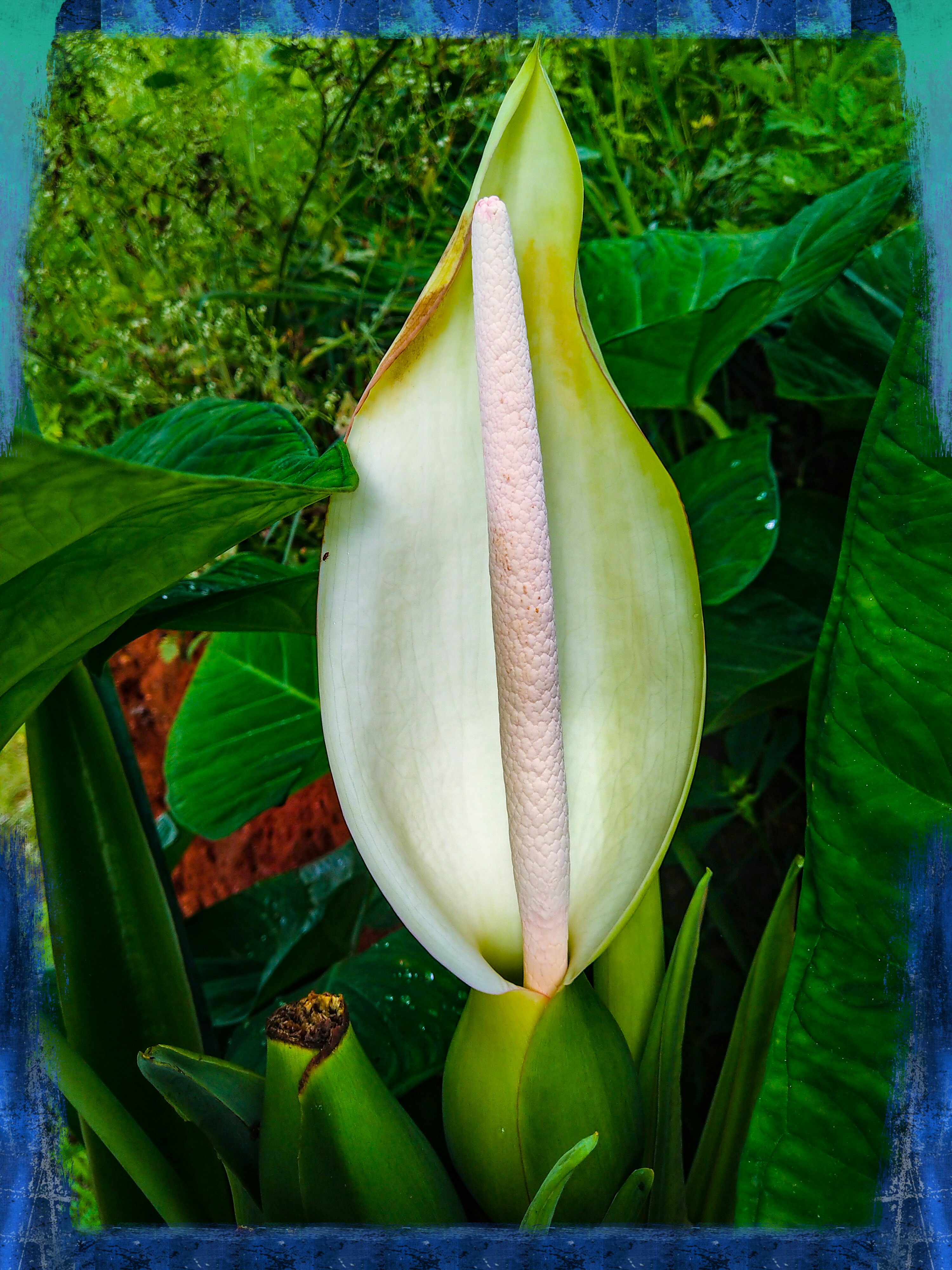 a white flower with a blue border around it