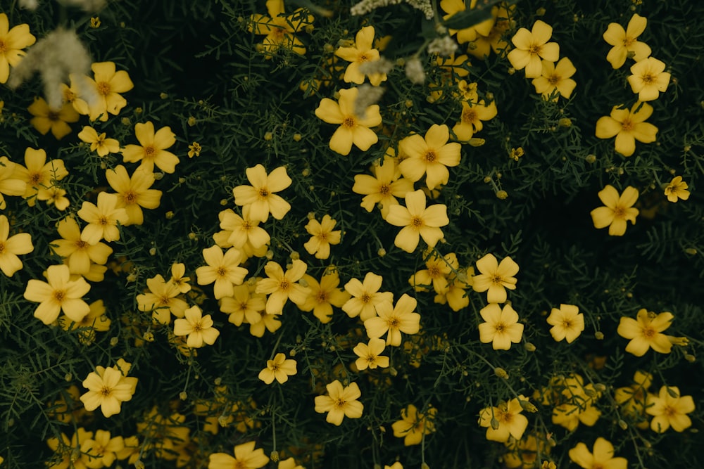 a bunch of yellow flowers that are on a tree