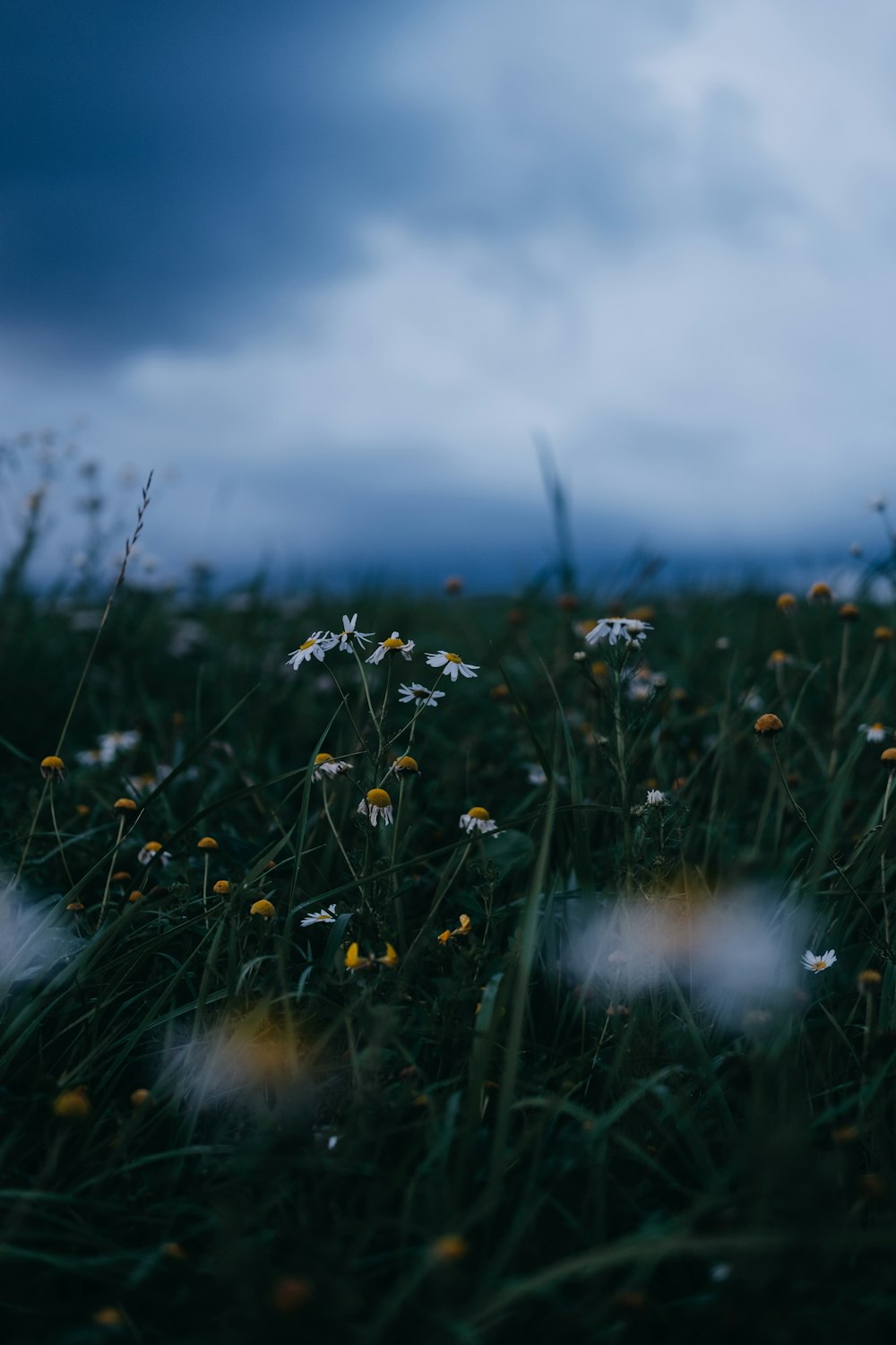 a field full of flowers under a cloudy sky