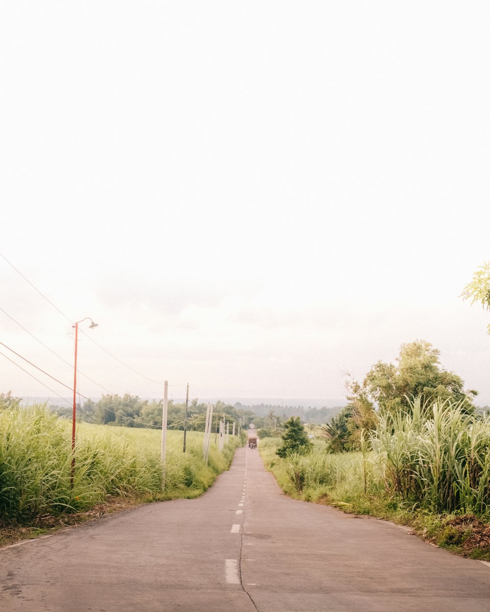 an empty road surrounded by tall grass and power lines