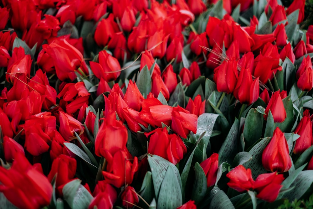 a bunch of red tulips with green leaves
