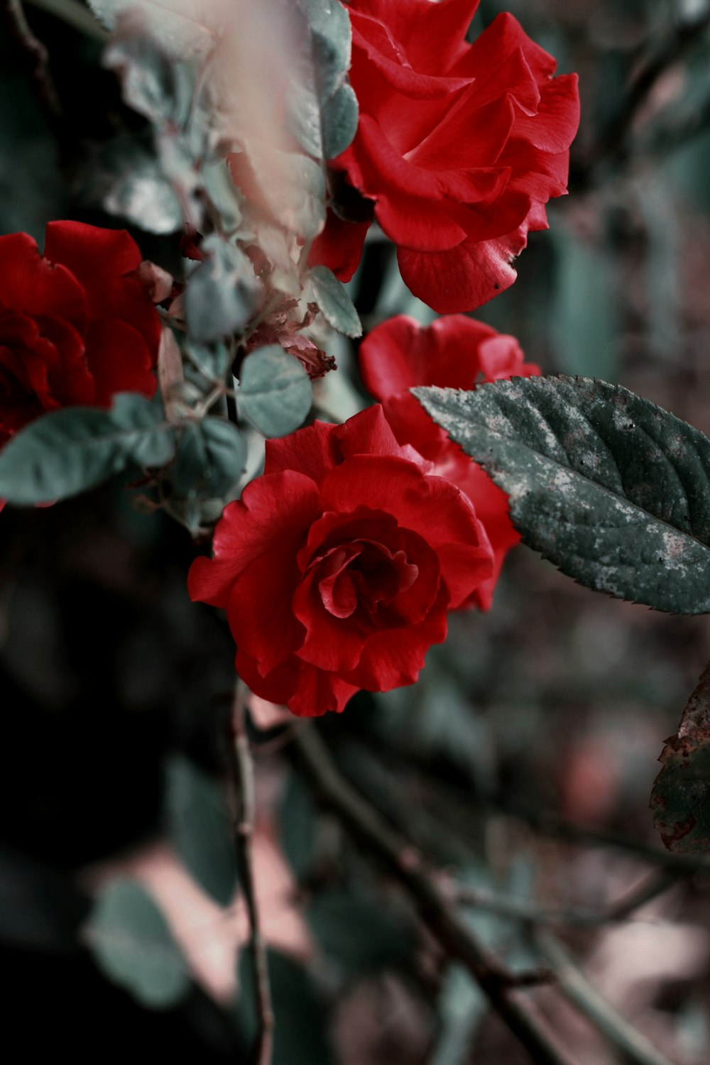 a close up of some red roses on a branch
