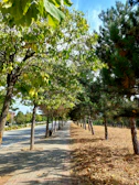 Community members planting trees side by side on a sunny day.
