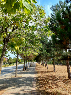 Community members planting trees side by side on a sunny day.
