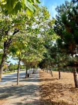 A tree-lined sidewalk stretches alongside a road on a sunny day. The trees are lush with green leaves, and the ground is sprinkled with fallen leaves. The sky is clear with a few wispy clouds.