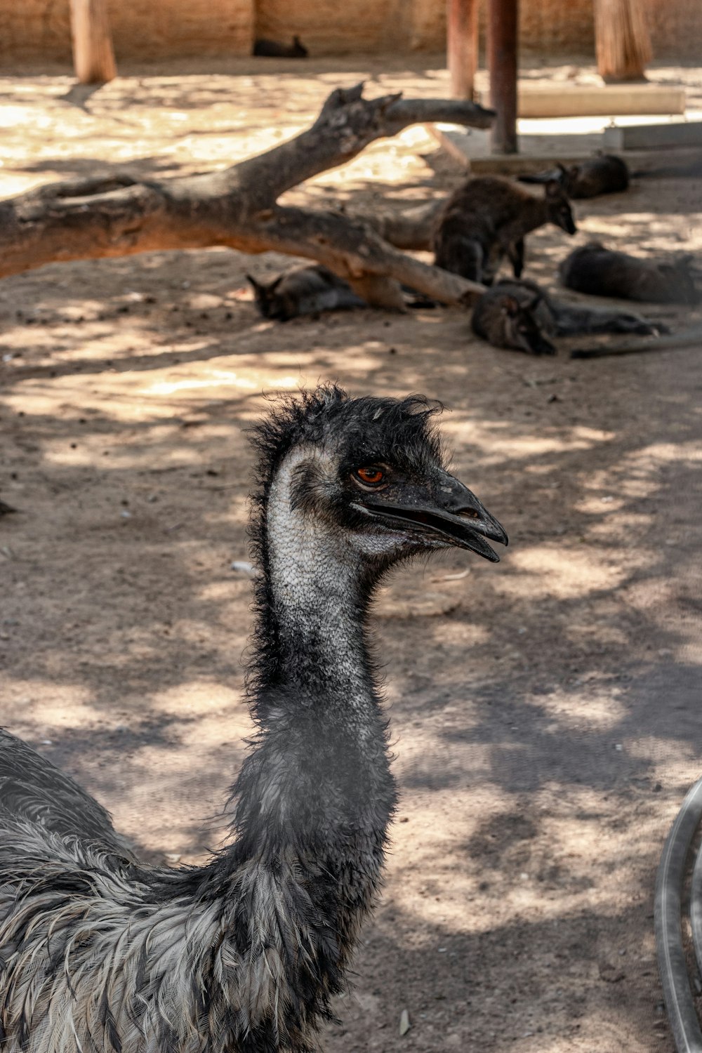 an ostrich standing in a dirt area next to a tree