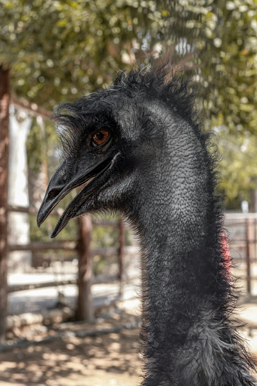 a close up of a bird with a tree in the background