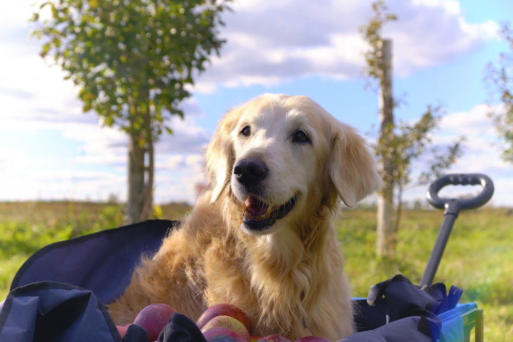 a dog is sitting in a basket with a toy