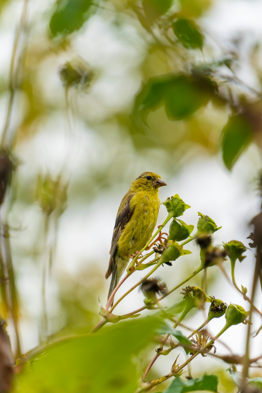 Un pequeño pájaro amarillo sentado en la cima de la rama de un árbol