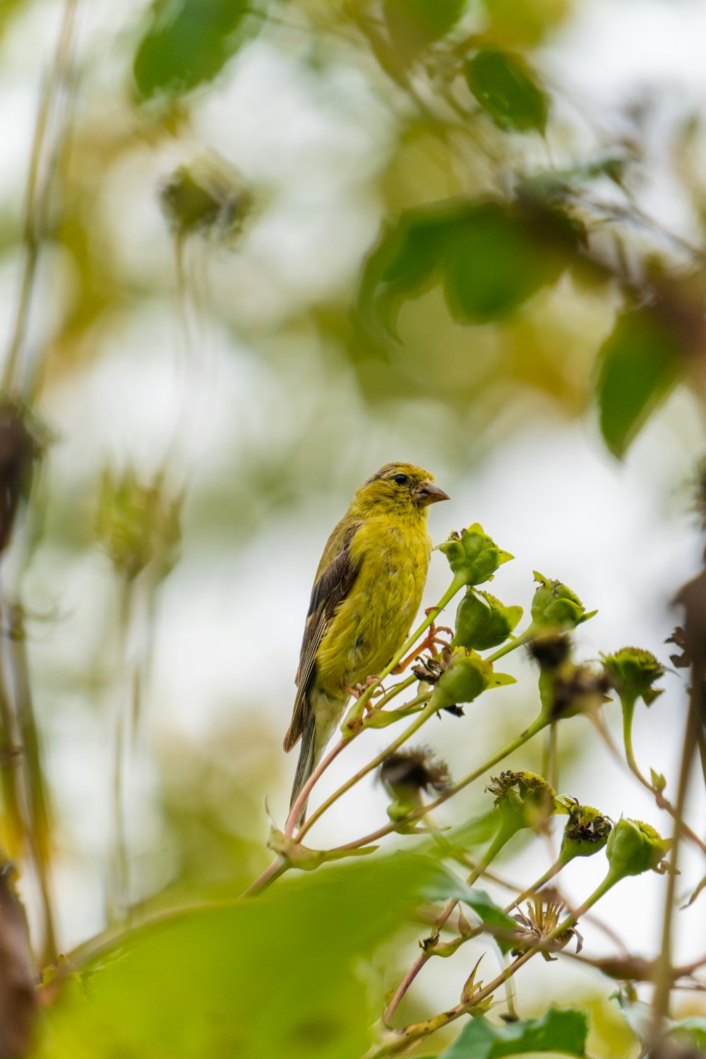 나뭇가지 위에 앉아 있는 작은 노란 새