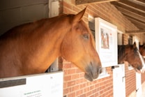 Horses stand in stalls within a brick stable. The primary horse, with its chestnut-colored coat, looks out from its enclosure. Additional horses are visible further down the line of stalls. The stable features brick walls and white stall doors, with signs posted on them.
