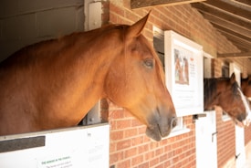 Horses stand in stalls within a brick stable. The primary horse, with its chestnut-colored coat, looks out from its enclosure. Additional horses are visible further down the line of stalls. The stable features brick walls and white stall doors, with signs posted on them.