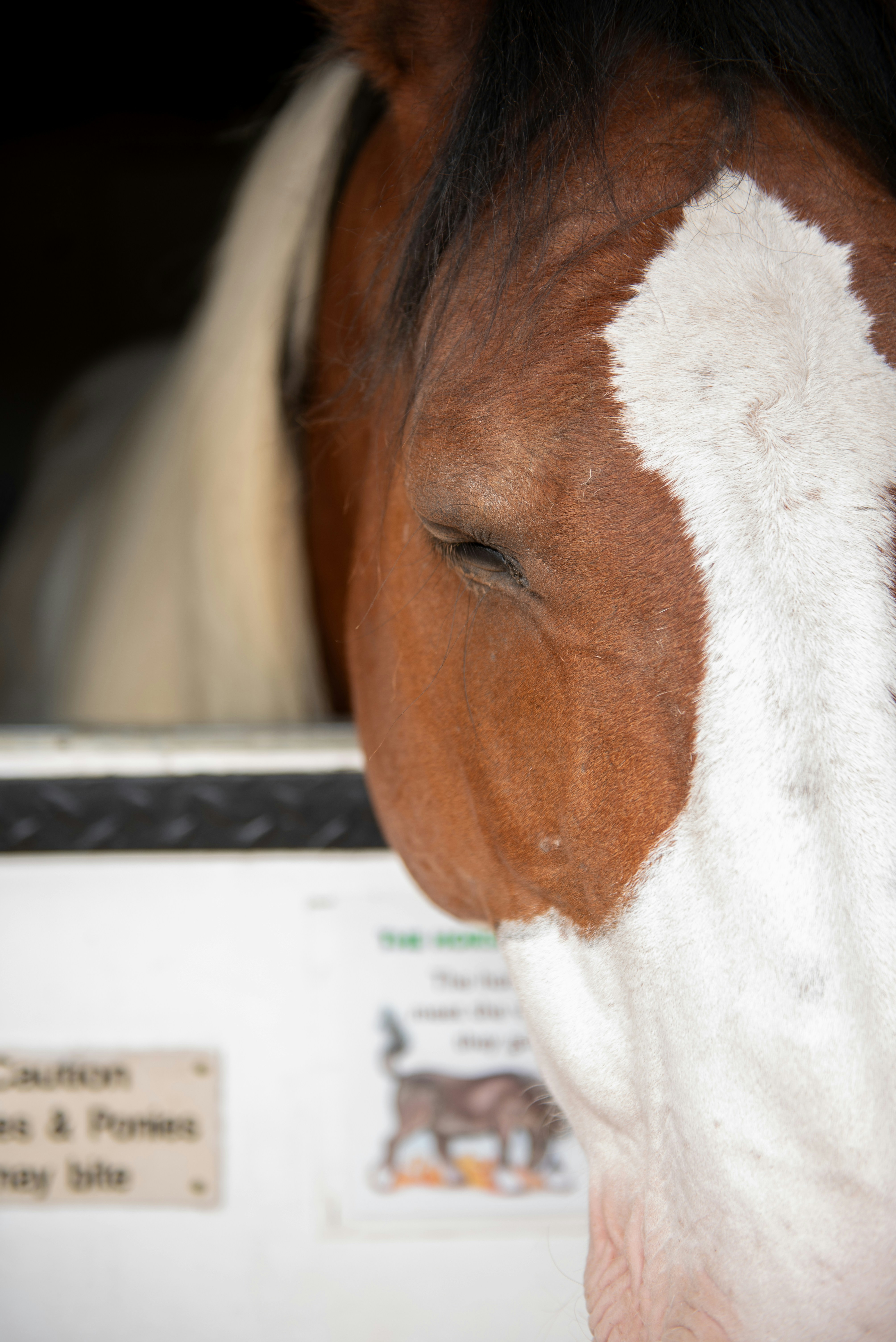 a brown and white horse standing next to a white refrigerator