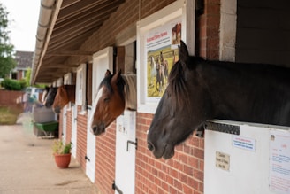 Four horses are looking out from stable doors lined along a brick building. Each stable has a white door with informational signs attached. The scene is calm with a neat row of stables and a potted plant visible on the ground.