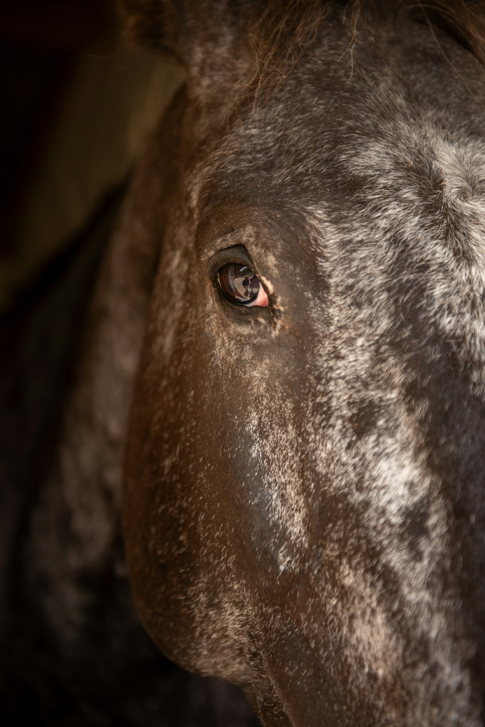 a close up of a horse's face with a blurry background