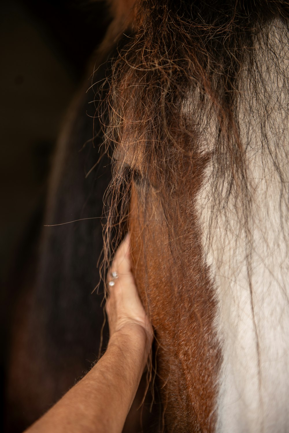 a close up of a person brushing a horse's hair