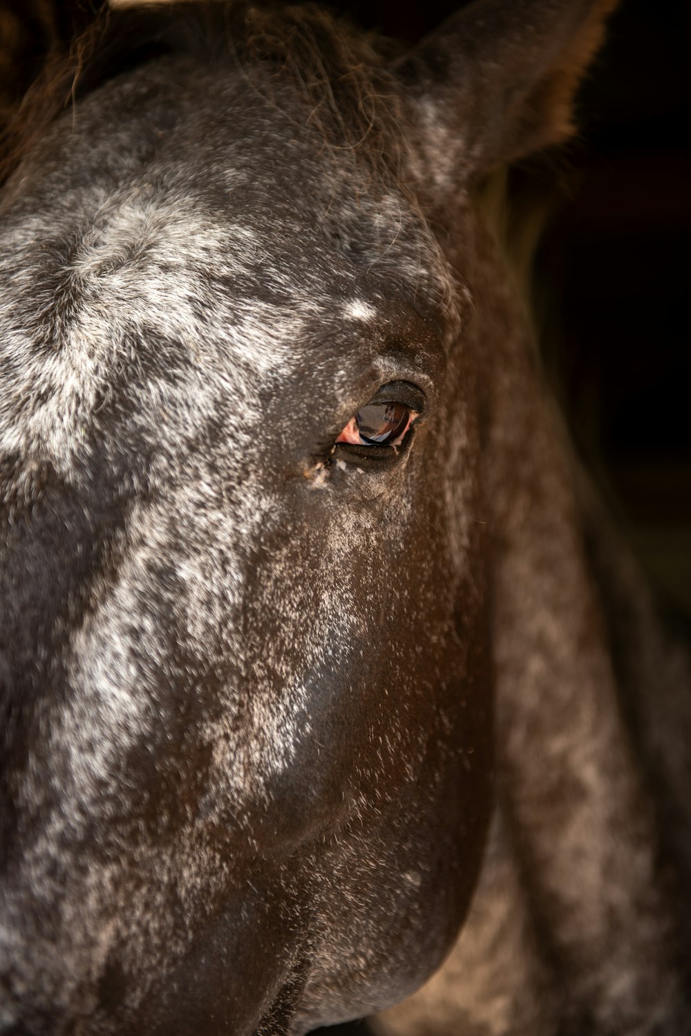 a close up of a horse's face with a blurry background