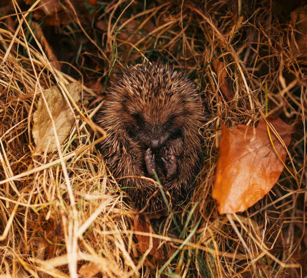 a hedgehog is sitting in a pile of dry grass