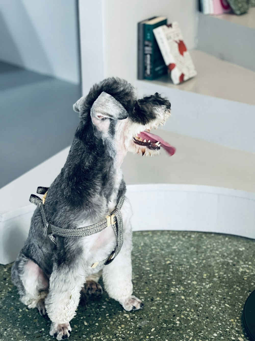 a black and white dog sitting on top of a green floor