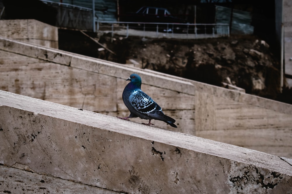 a pigeon sitting on a ledge in front of a building