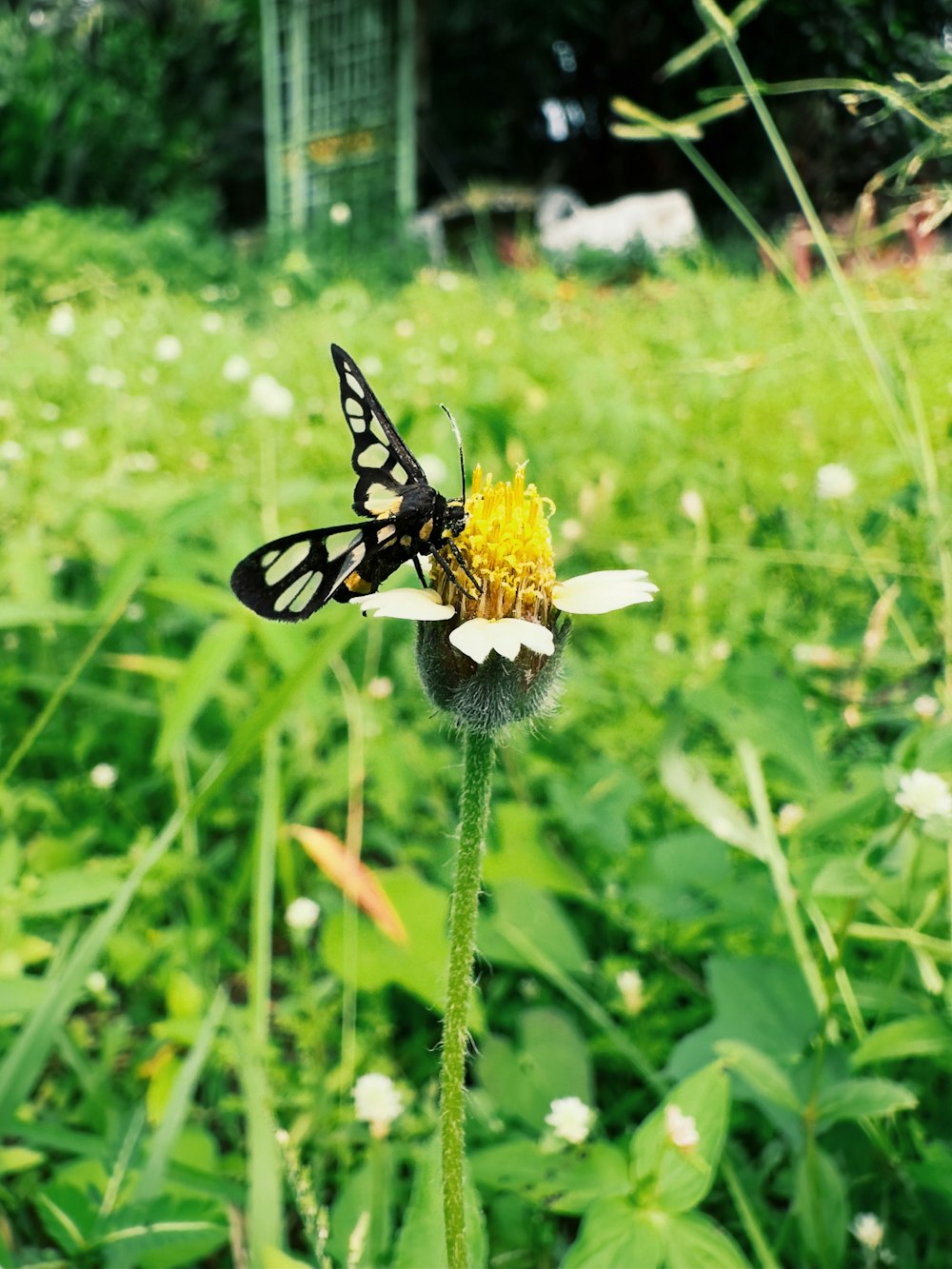 a black and white butterfly sitting on a flower