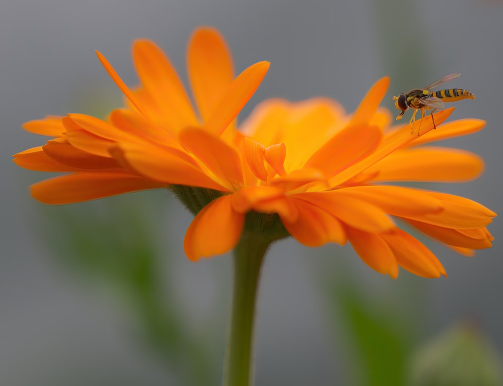 a bee sitting on top of an orange flower