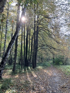 Sunlight streaming through leaves onto a well-worn path, inviting a journey forward.