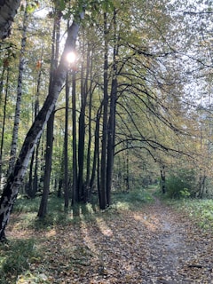 Sunlight filtering through tall trees along a curvy mountain route, inviting riders onward.