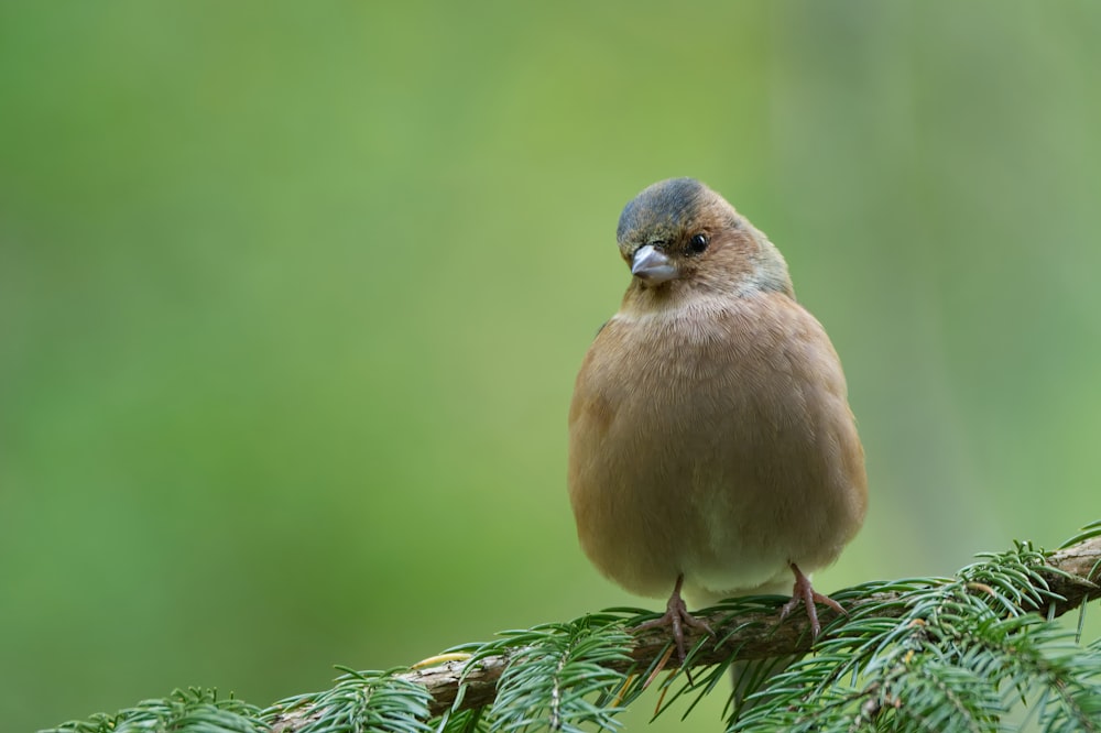 a small bird perched on a branch of a pine tree