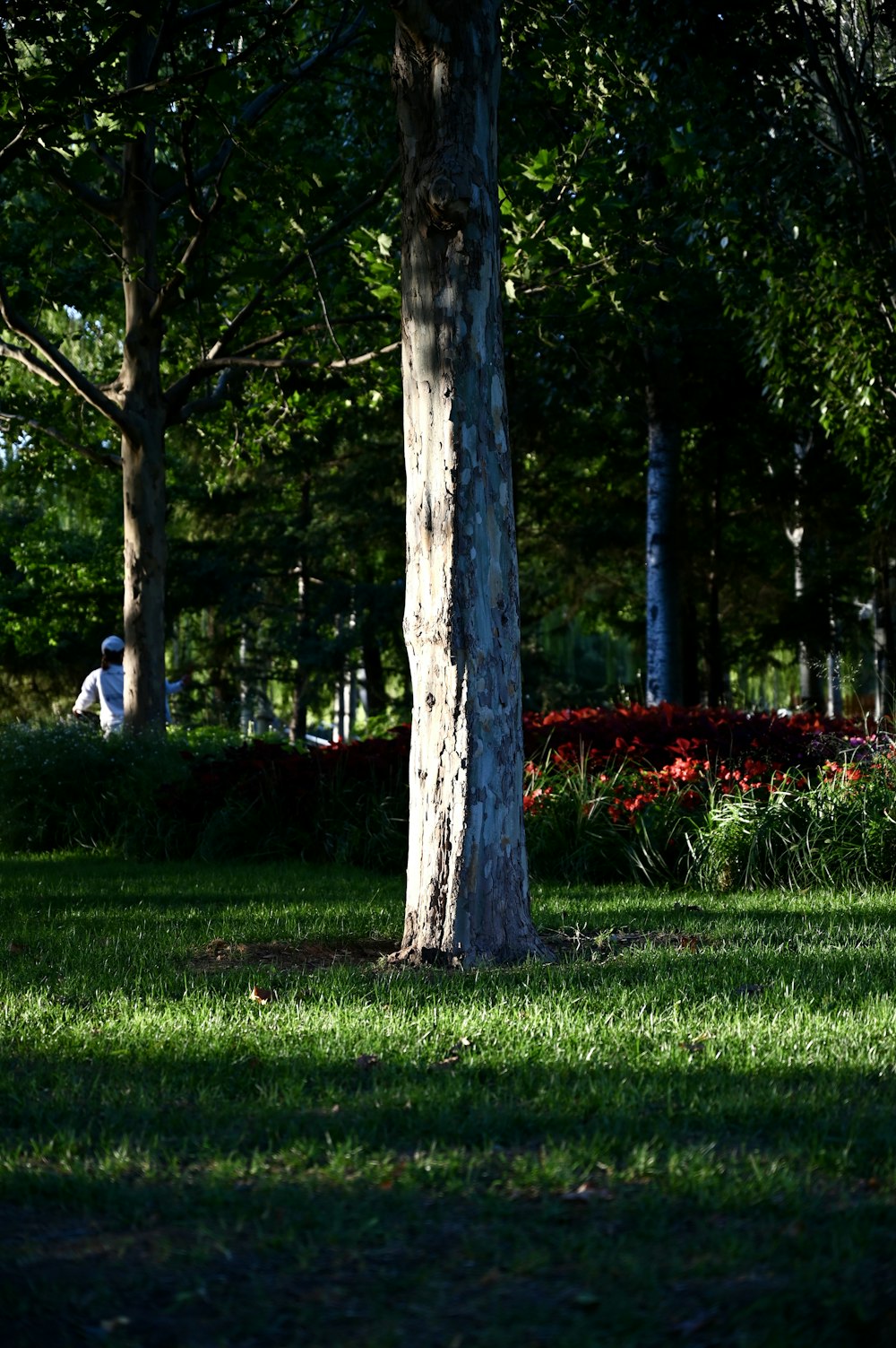 a person sitting on a bench in a park