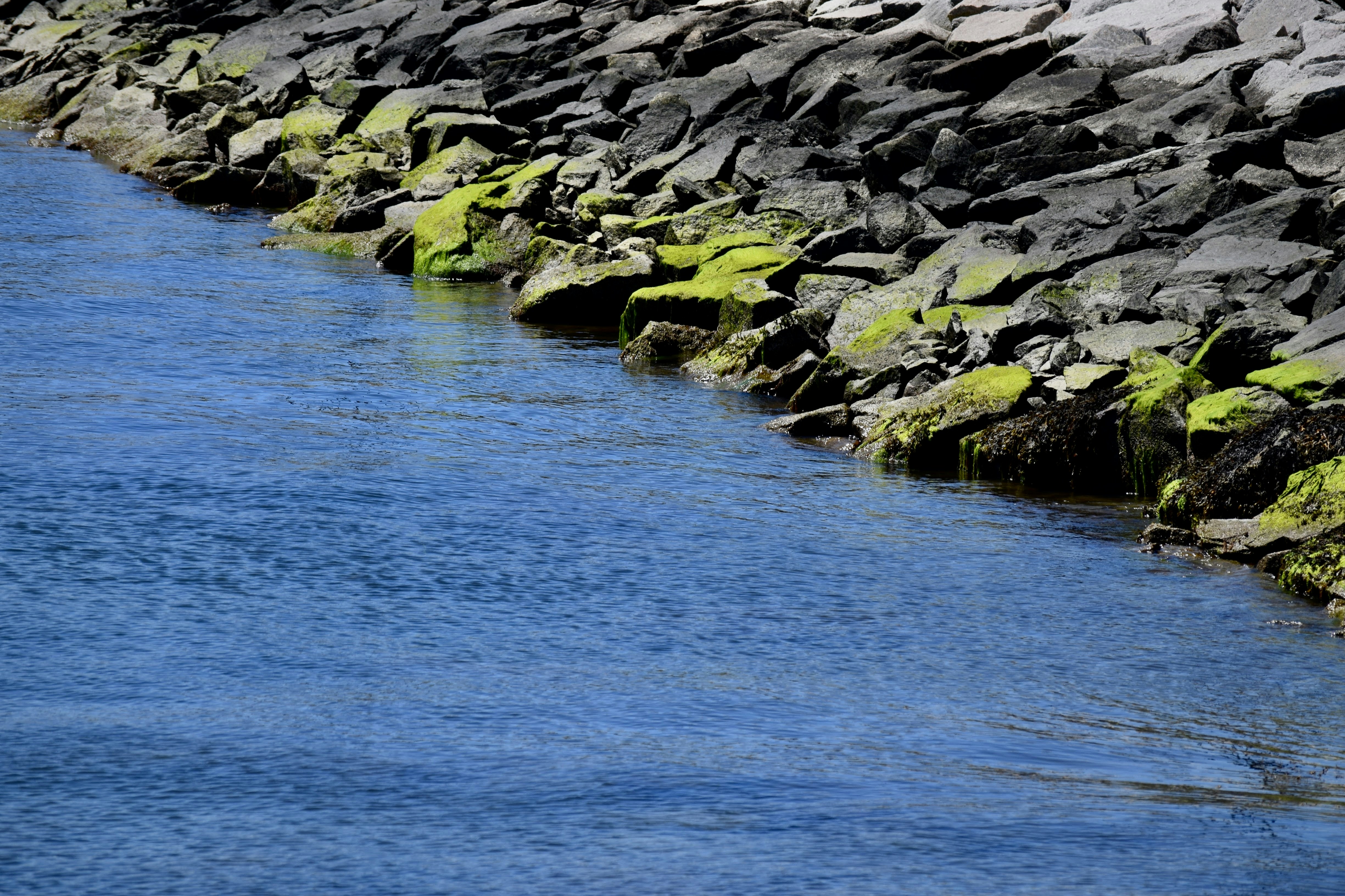 a bird standing on a rock wall next to a body of water