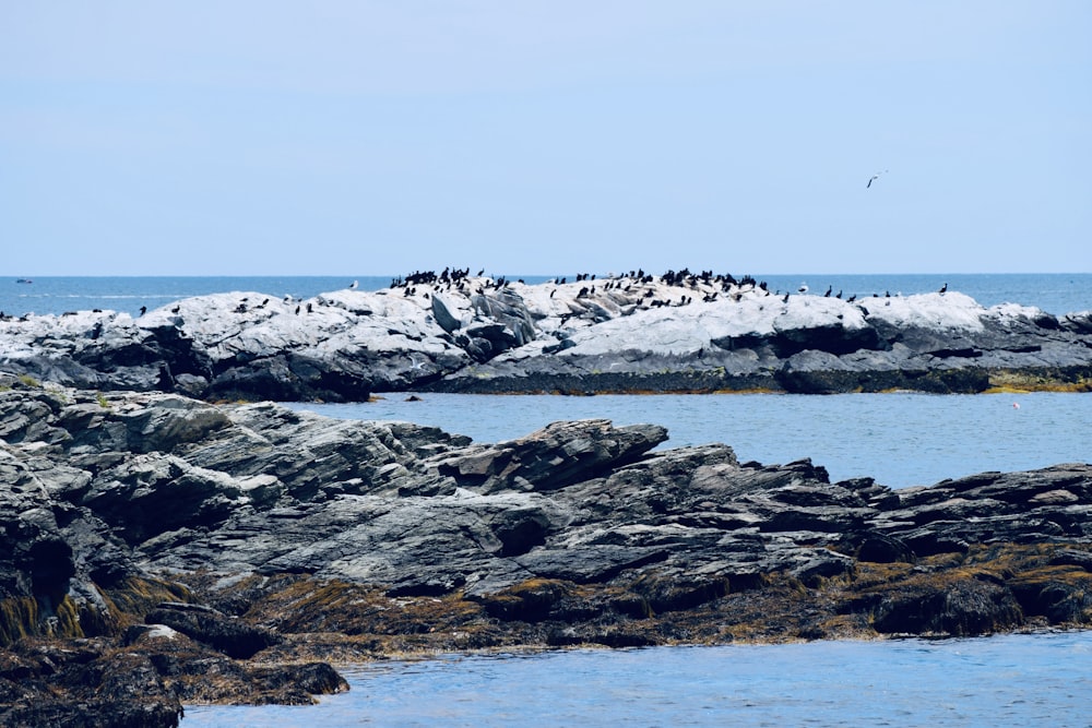a flock of birds sitting on top of a rocky shore