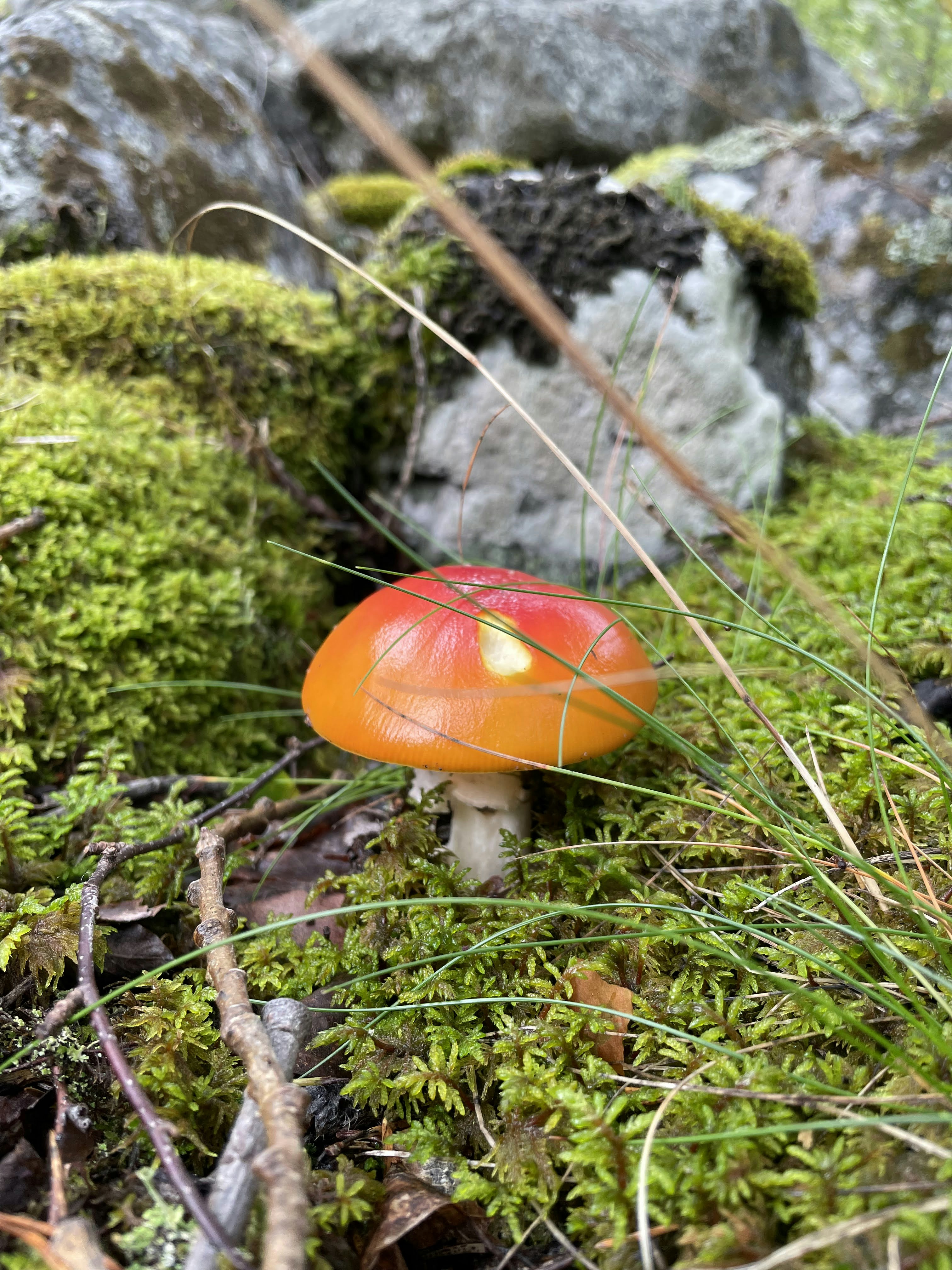 um pequeno cogumelo laranja sentado em cima de um chão coberto de musgo
